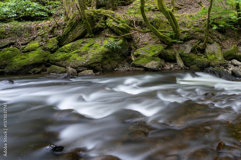 Obraz premium Serene forest stream with smooth water flow.