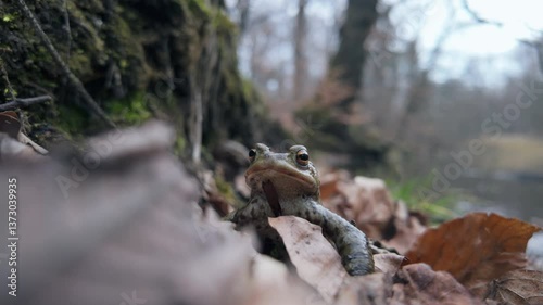 Common toad ( Bufo bufo) close up, amphibian migration concept
