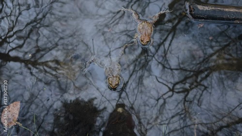 Common toad ( Bufo bufo) in water reservoir, amphibian migration concept