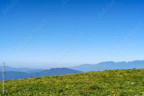 Wallpaper Mural 長野県諏訪市　車山高原のニッコウキスゲ Torontodigital.ca