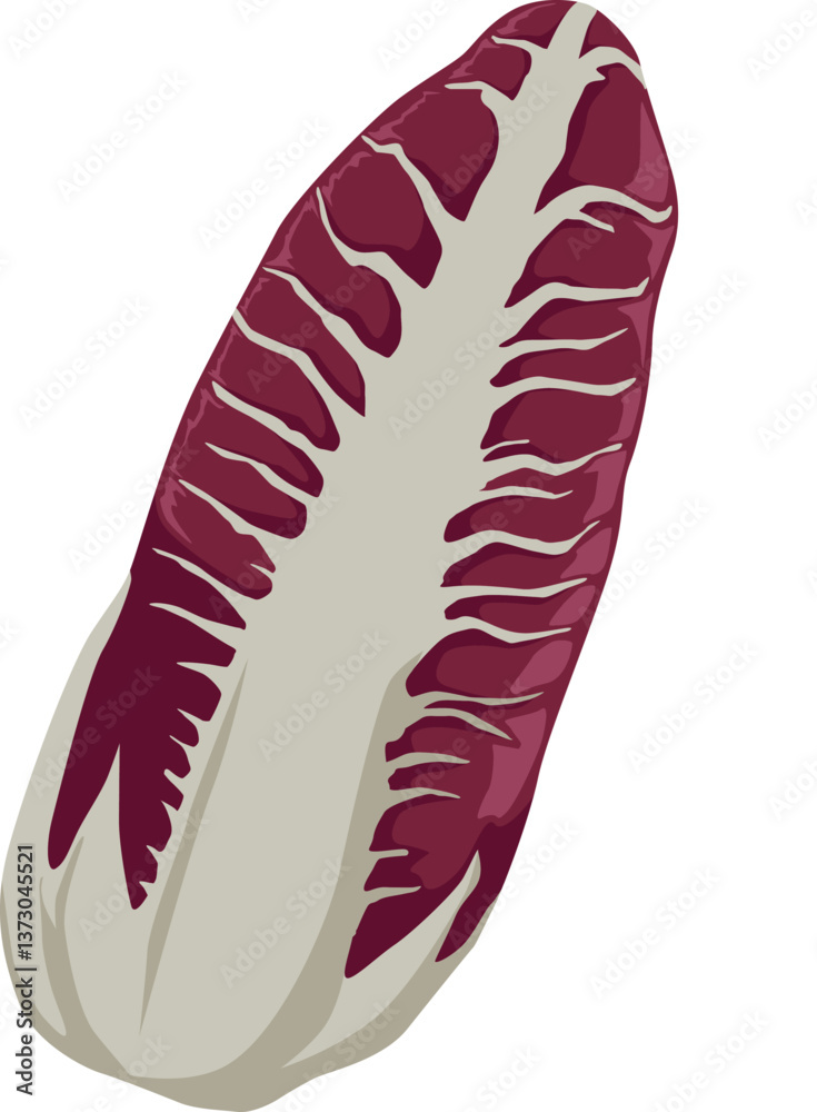 Radicchio mit rot-weißen Blättern – leicht bitterer Geschmack, perfekt für Salate oder gegrillt.