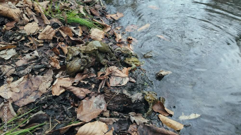 Common toad (Bufo bufo) mating next to a water reservoir, amphibian in natural habitat
Common toad (Bufo bufo) mating next to a water reservoir, amphibian in natural habitat