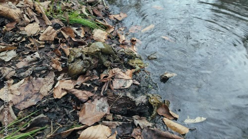 Common toad (Bufo bufo) mating next to a water reservoir, amphibian in natural habitat 
