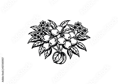 Silhouette of bouquet oranges isolated on a white background