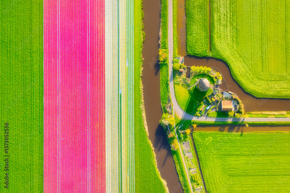 Drone view of the windmill and tulip field. Landscape from a drone in the Netherlands. Fields and meadows. Landscape from the air. Background, wallpaper, postcard.