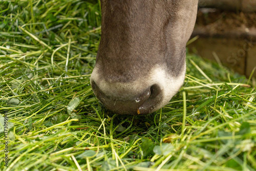 The nose of a Brown Swiss dairy cow enjoying fresh green grass in the barn