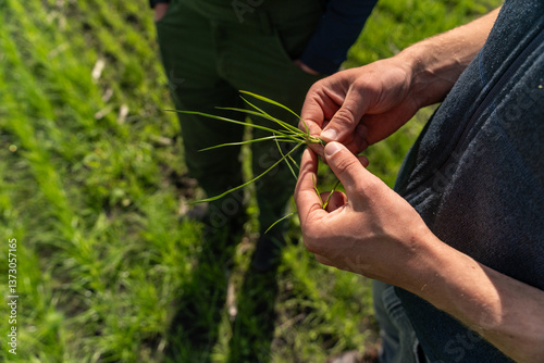 Farm consultant inspecting ryegrass growth stage