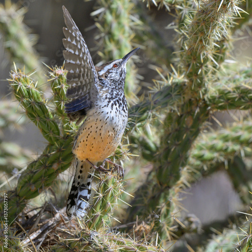 Cactus wren (Campylorhynchus brunneicapillus) taking off from cholla cactus, Red Rock Canyon, Nevada, USA.