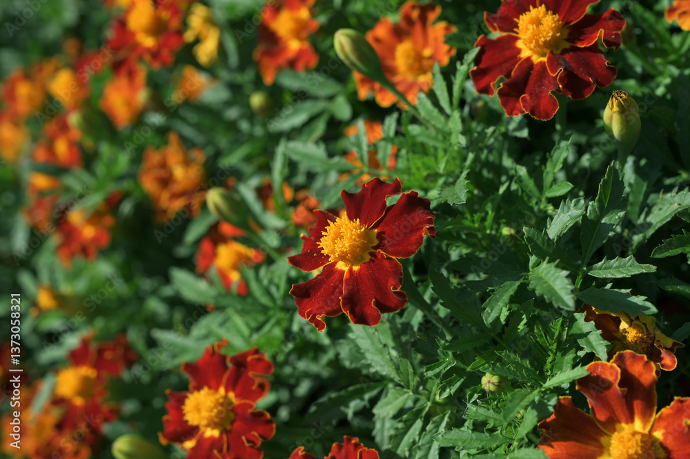 Naklejka premium flowers marigolds in the garden close-up beautiful macro image