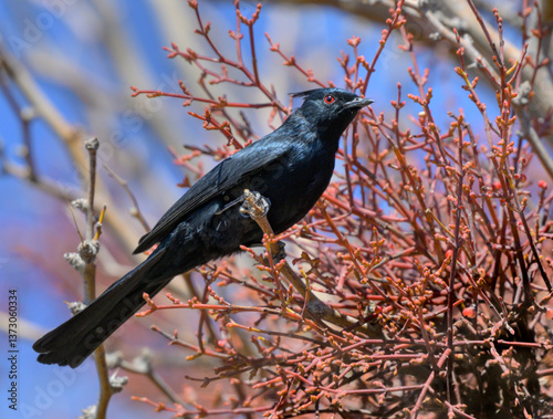 Phainopepla (Phainopepla nitens) male on Mistletoe which it feeds on, Mojave desert, Nevada, USA