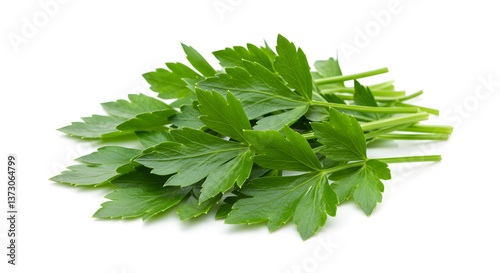 Aromatic lovage leaves present a burst of freshness on pure white backdrop