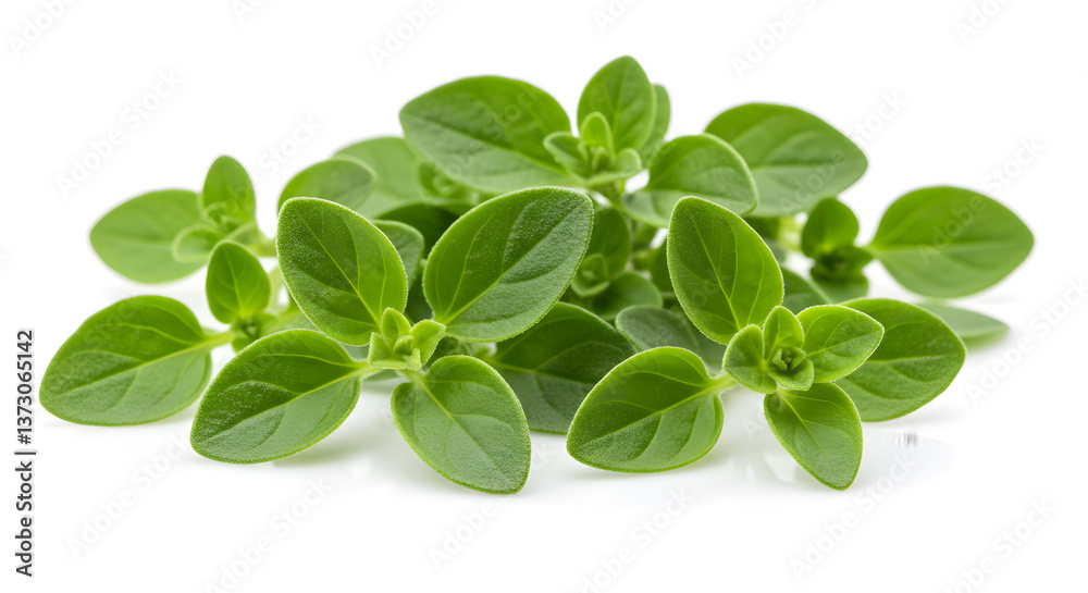 Vibrant Fresh Marjoram Leaves Displayed on a Pristine White Surface close-up Vibrant Fresh Marjoram Leaves Displayed on a Pristine White Surface close-up