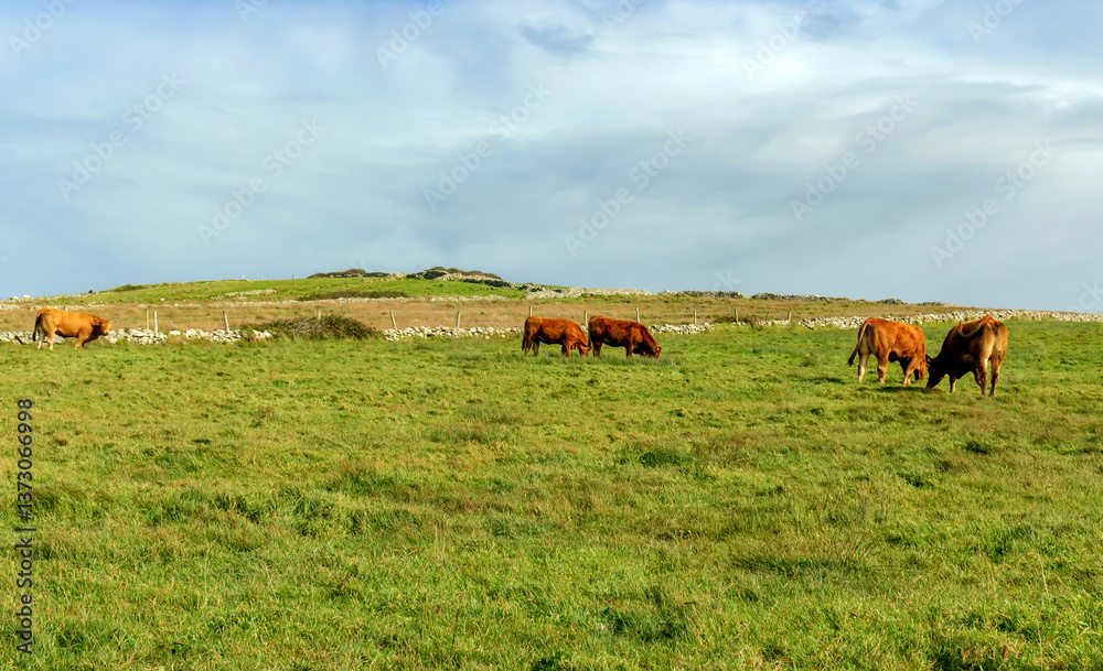 Cows grazing green fields in the countryside ireland