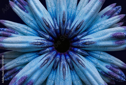 Macro Shot of a Blue and Purple Flower Petals in Symmetrical Arrangement. 