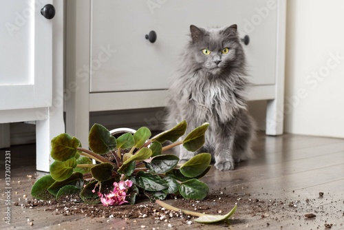 Photography Guilty cat sitting beside a broken plant pot with soil on a floor