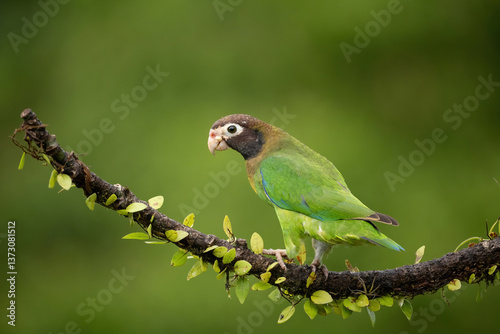 Brown-hooded parrot (Pionopsitta haematotis). Psittacidae Perching on Leafy Limb. Tropical branch adorned with leaves. Perfect profile of calm bird in lush green tones.