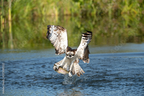Osprey (Pandion haliaetus). Bird snatches trout from river with wings stretched. Rippling blue river bordered by green reeds. Piercing eye contact and powerful grasp define this dynamic capture.