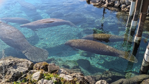Photos Manatees at Crystal River