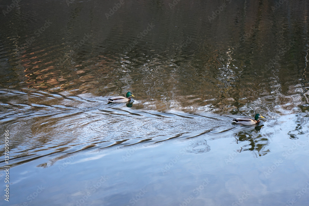 ducks in the water of the lake