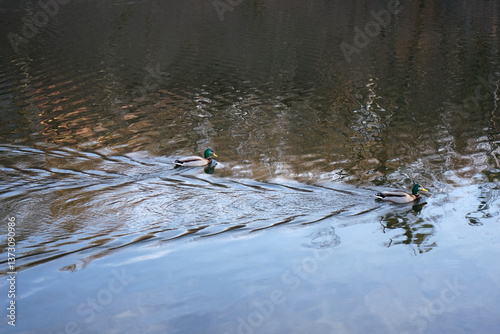 Obraz na płótnie ducks in the water of the lake w salonie