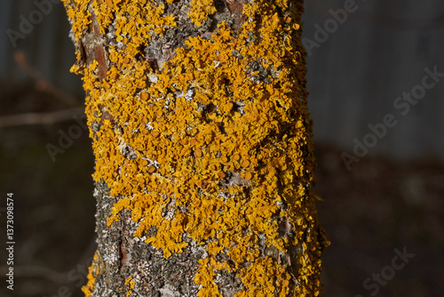 фотографія Wall Xanthoria (lat
