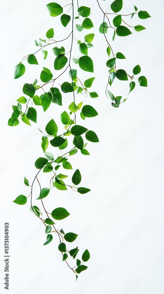 Green Leaves and Branches Gracefully Against a Bright White Background Green Leaves and Branches Gracefully Against a Bright White Background