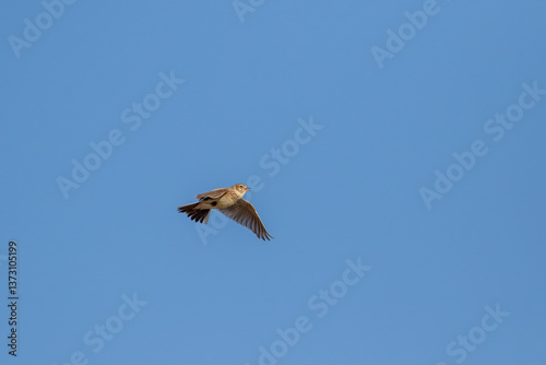 Eurasian skylark, Alauda arvensis in flight on a sunny spring day in Estonian nature