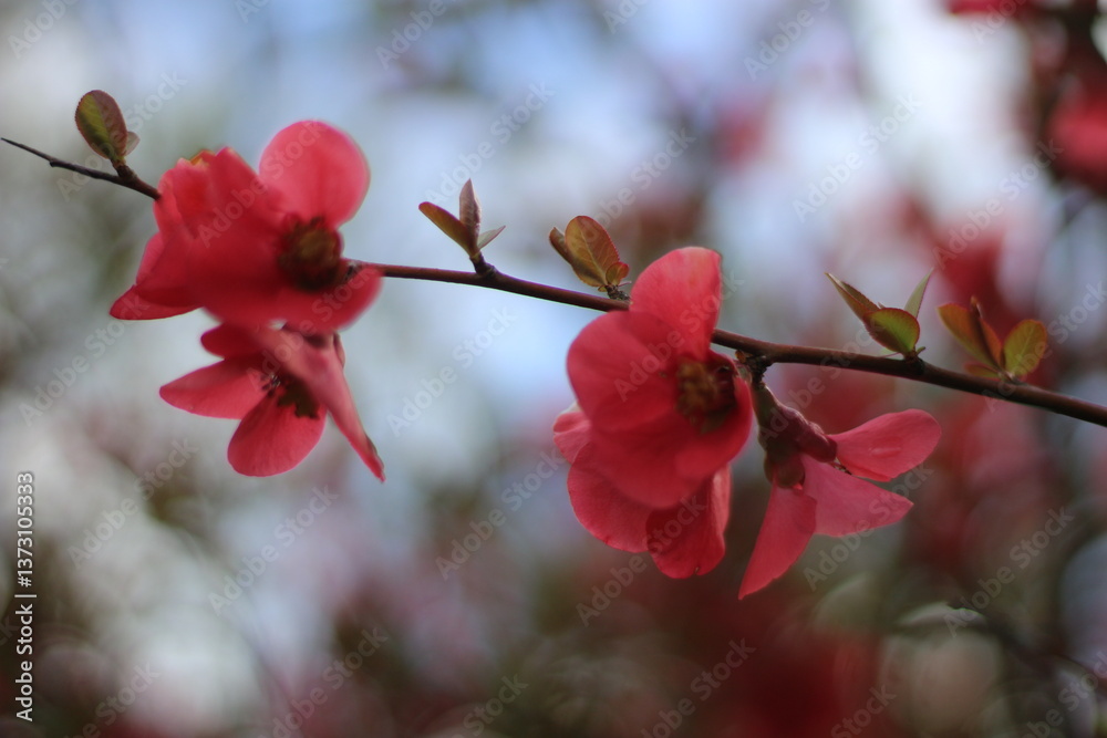 pink cherry blossom pink cherry blossom
