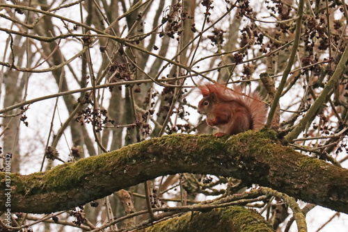 Squirrel on tree on park