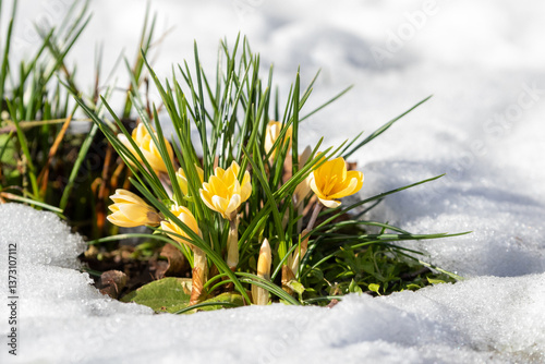 Yellow crocuses blooming in snow seen on a sunny spring day in march