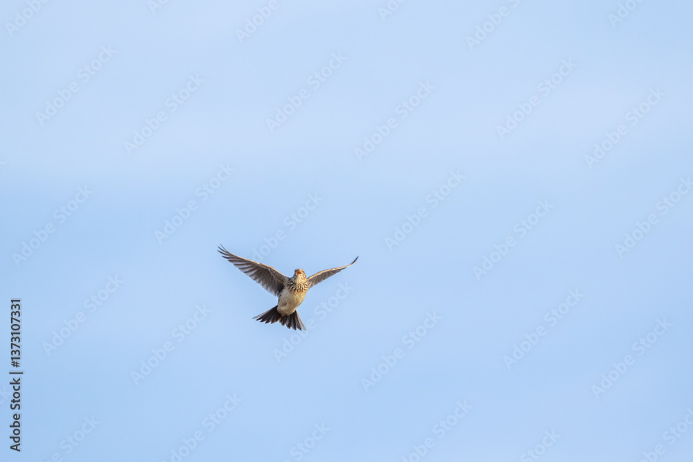 Obraz premium Eurasian skylark, Alauda arvensis in flight on a sunny spring day in Estonian nature
