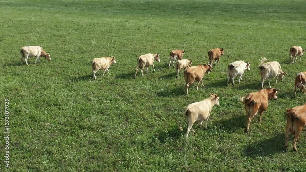 Cows grazing and walking in a fenced pasture create a serene scene on a farm, showcasing rural livestock life Cows grazing and walking in a fenced pasture create a serene scene on a farm, showcasing rural livestock life