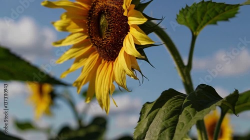 Sunflower in Bloom Against a Clear Blue Sky  