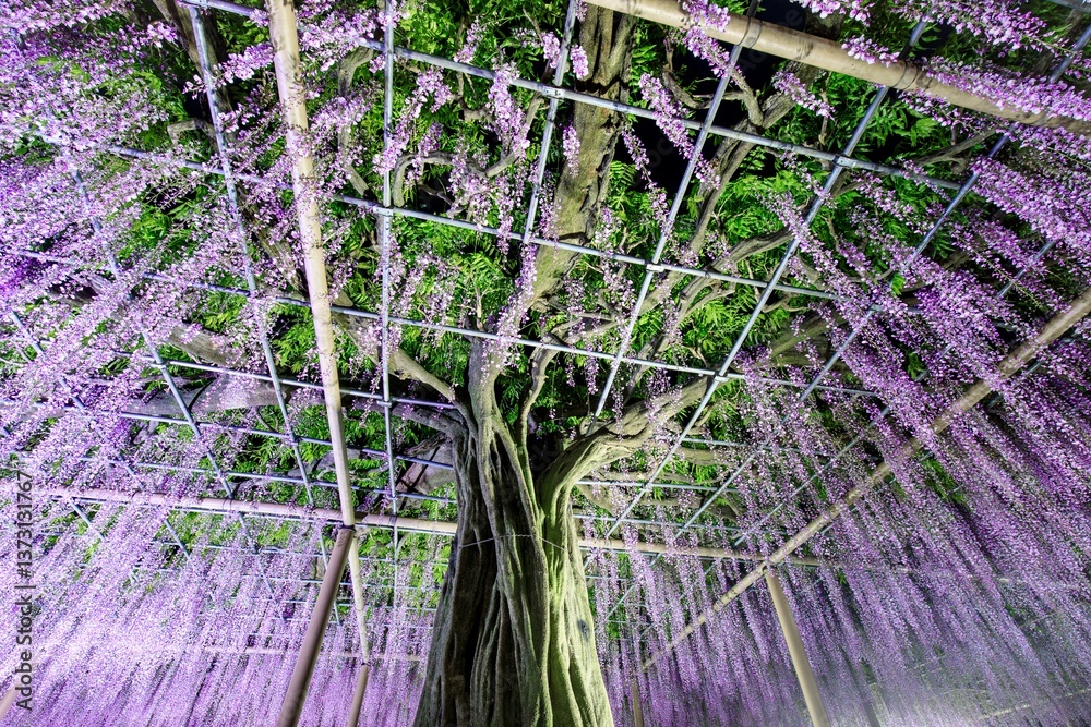 Φωτογραφία 津島市、天王川公園の九尺藤のライトアップ