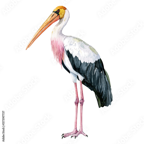 A watercolor vector of a yellow billed stork, isolated on a white background. Yellow billed stork vector.

