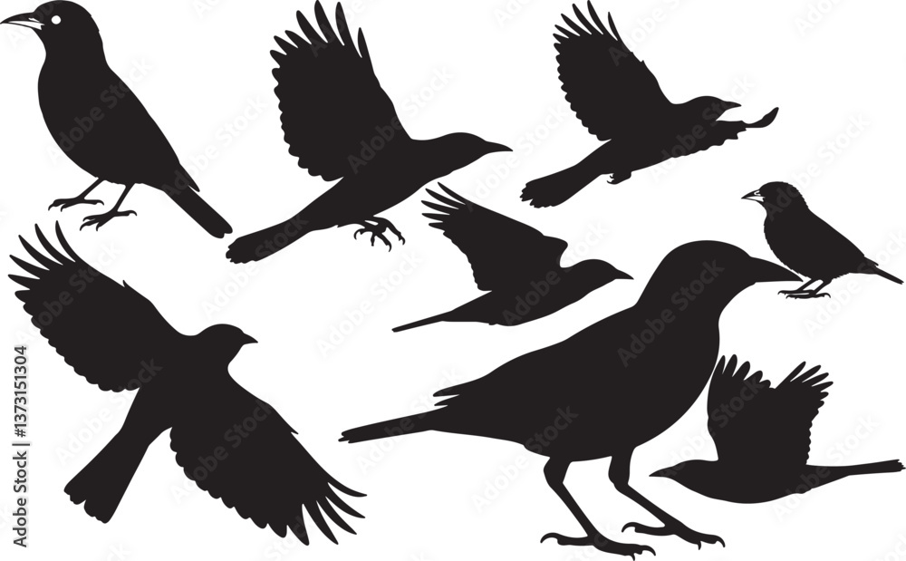 Fototapeta premium Black-naped Oriole Silhouette