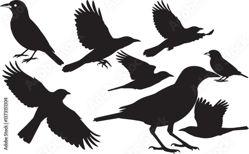 Black-naped Oriole Silhouette