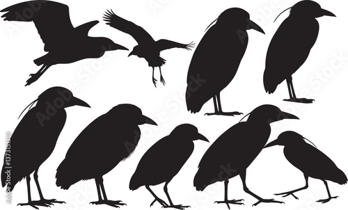 Black-crowned Night Heron Silhouette