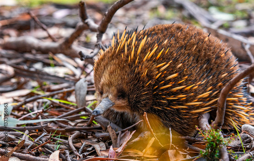 echidna in the forest