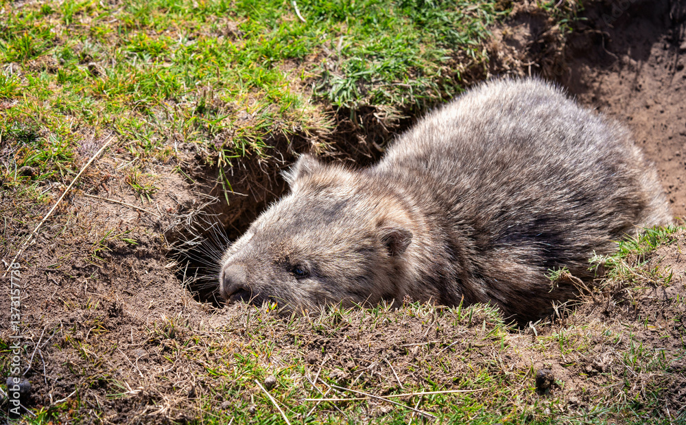 wombat wombat