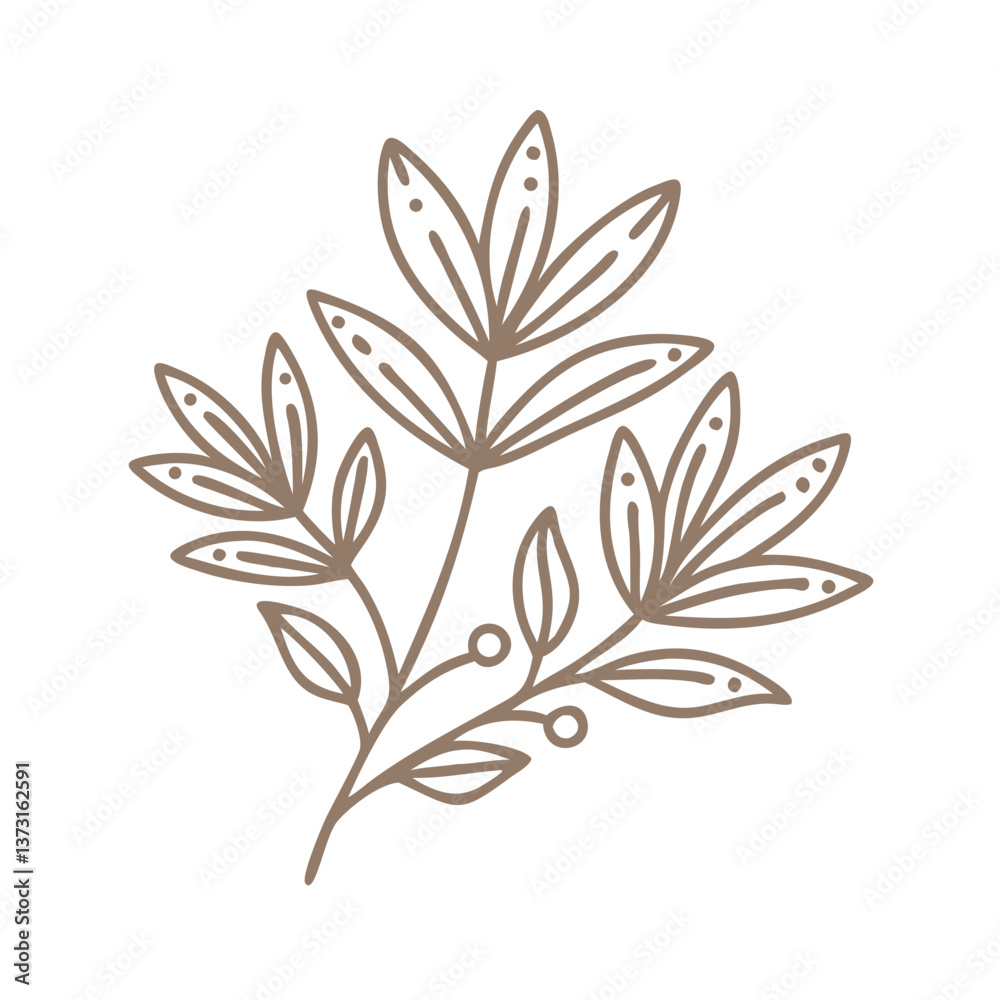 Butcher's Broom Line Art Illustration Butcher's Broom Line Art Illustration
