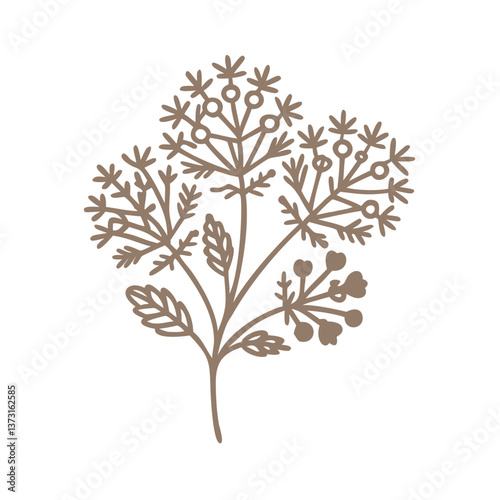 Burnet Sanguisorba Minor Rosaceae Line Art Illustration