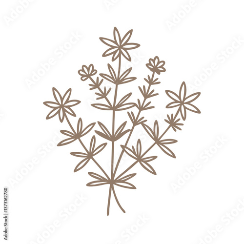 Cleavers Plant Line Art Illustration