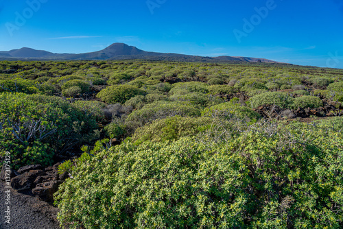 Photos Heavily vegetated area near the Cueva de los Verdes lava tunnel on the island of