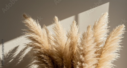 Beautiful shades of neutral pampas grass and reeds make for an aesthetic background with sunlight casting shadows on the wall giving off Parisian vibes