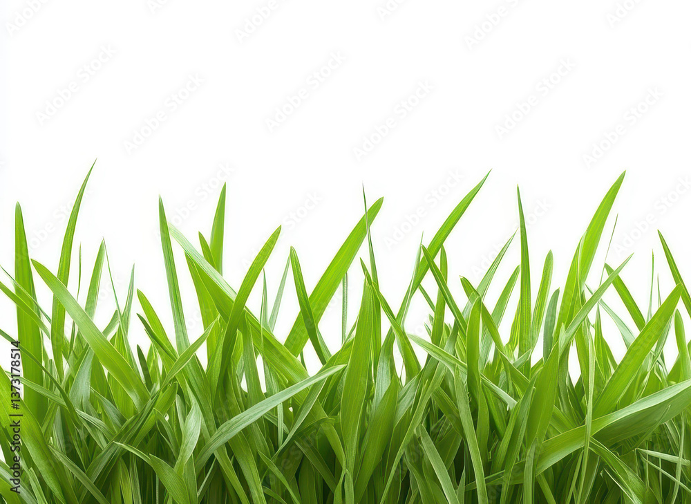 Fototapeta premium Lush green grass edge, perfect for enhancing designs with a natural touch, isolated on a clean white backdrop.