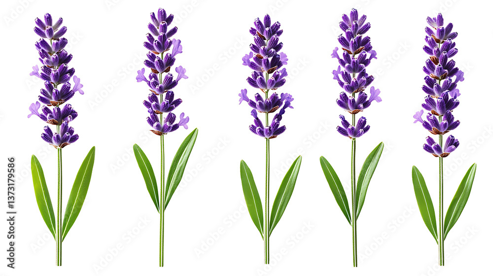 Fototapeta premium Lavender flowers with vibrant purple blooms and green leaves create serene and calming atmosphere in nature