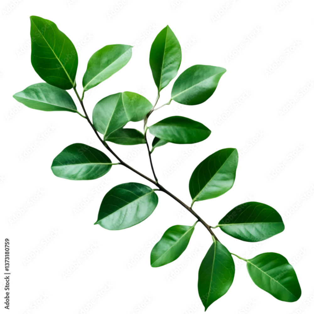Lush Green Branch Isolated on Black Background Botanical Beauty Nature Photography Lush Green Branch Isolated on Black Background Botanical Beauty Nature Photography