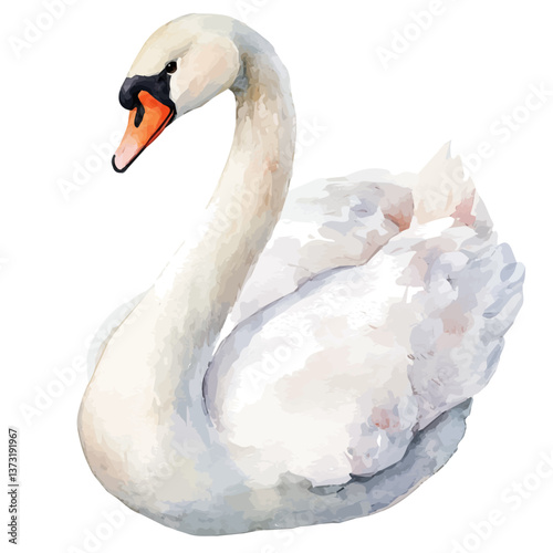 A watercolor vector of a swan, isolated on a white background. Swan vector.

