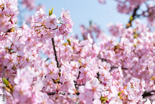 青空を背景に写した河津桜